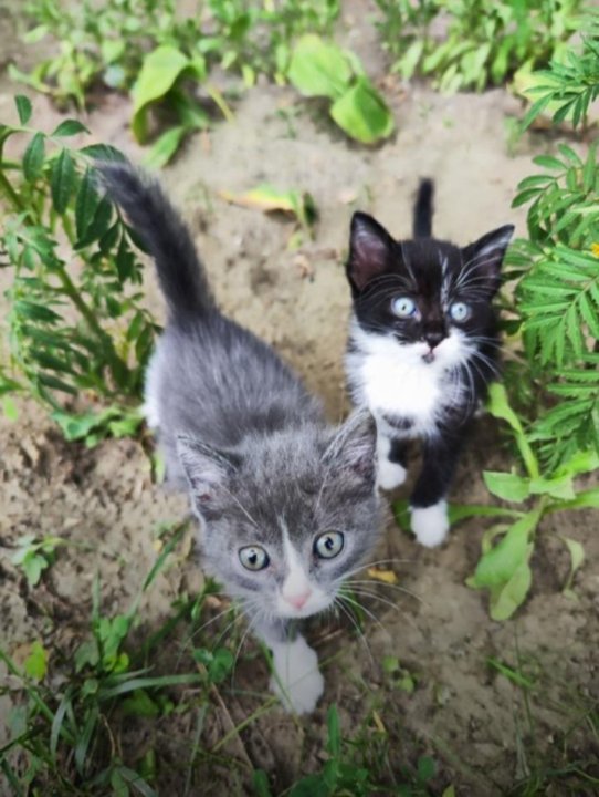 Котята в новосибирске в добрые руки с фото