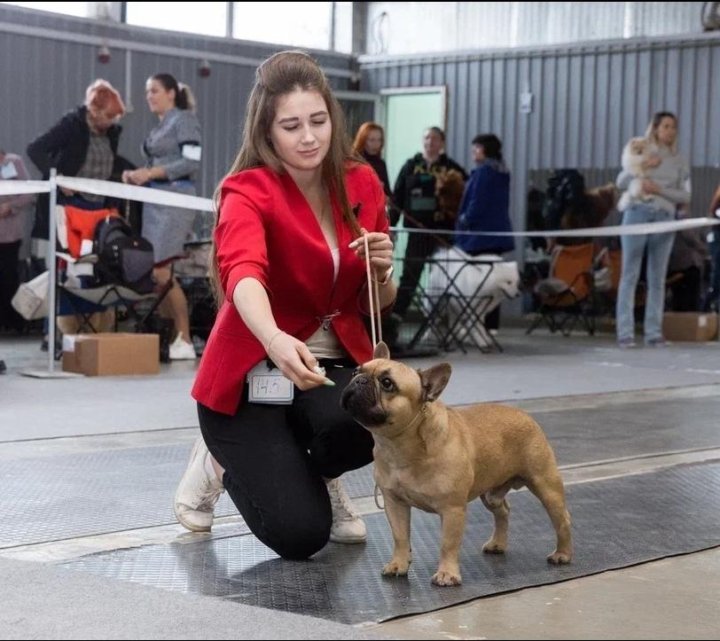 Ркф вязка. Ркф вязка. Хендлер для собак волгоград. Шоколадный лабрадор кобель. Ркф вязка.
