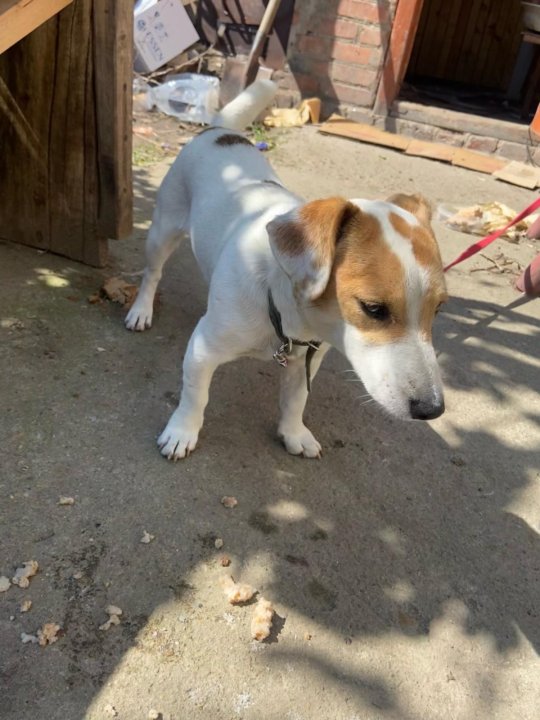 Джек рассел 1 месяц. Джек рассел 3 месяца. Щенок джек рассел 2 месяца. Рассела 3. Джек рассел терьер 3 месяца.