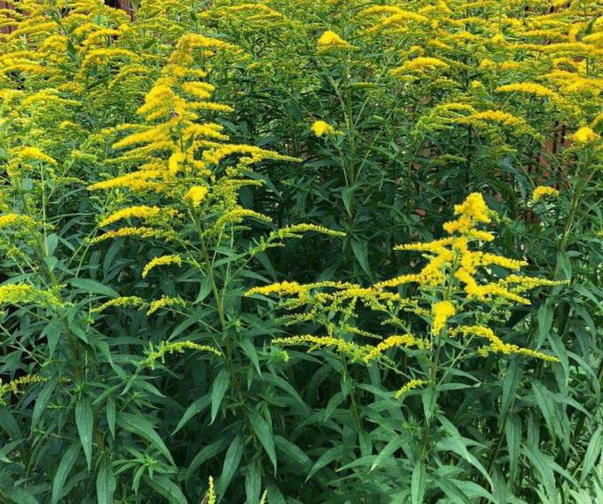 Золотарник. Корни золотарника. Золотая розга (золотарник). Золотарник полевой. Золотарник солидаго.