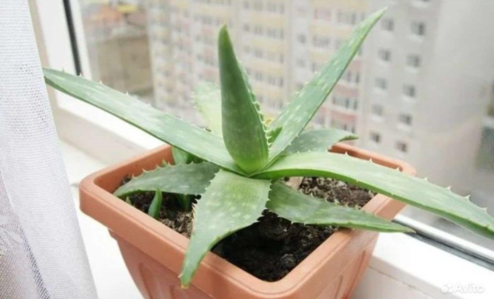 алоэ свет. алоэ трехгранный. алоэ столетник бабушкин. алоэ на подоконнике. алоэ столетник.