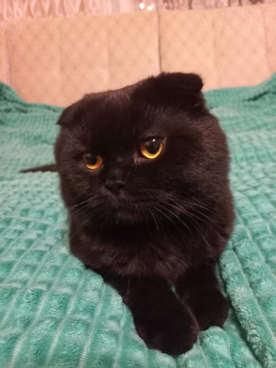 Черная вислоухая кошка с желтыми глазами
