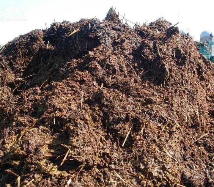 Какие растения лучше всего реагируют на коровий навоз?