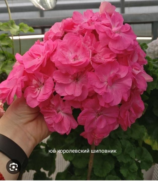 Юв сорта. Burghi пеларгония. Пеларгония Королевский шиповник. Пеларгония Королевская Элеганс Кейт. Пеларгония австралиан Пинк розебуд