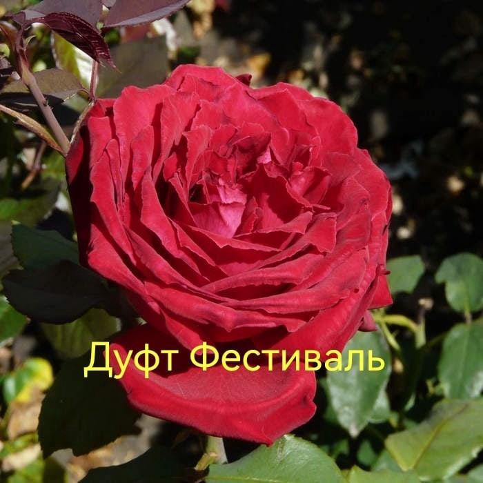 Роза ботеро фото и описание отзывы