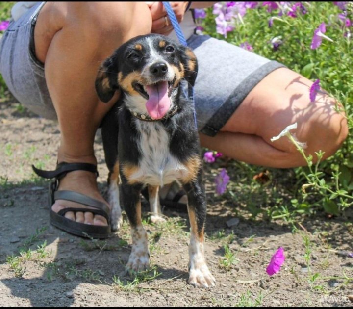 Таганрог кот и пес