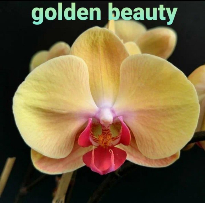 Sin yuan golden beauty. Фаленопсис Phal. Golden Beauty. Орхидея фаленопсис Голден Бьюти. Орхидея фаленопсис оранж. Фаленопсис оранж Бьюти.