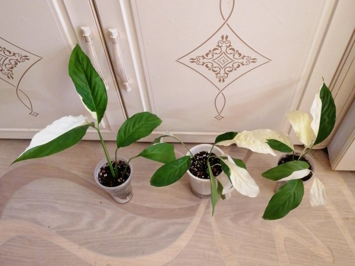 Спатифиллум Пикассо – купить в Хабаровске, цена 900 руб., продано 27  октября 2023 – Растения и семена