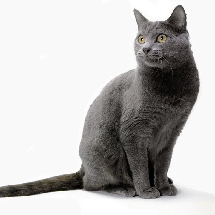 Шартрез кошка