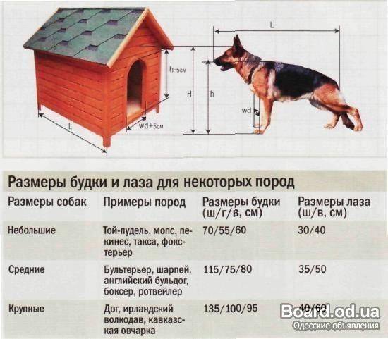 Размеры будки для немецкой овчарки: чертеж и размеры …