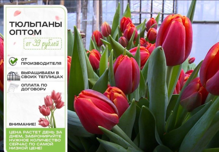Где Купить Тюльпаны В Саратове