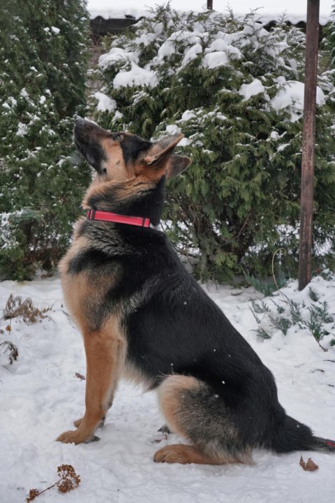 авито нижний новгород собаки йорк. щенка даром в нижнем новгороде. собаки в добрые руки нижний новгород. чих нижний новгород. щенок мини шпица нижний новгород.