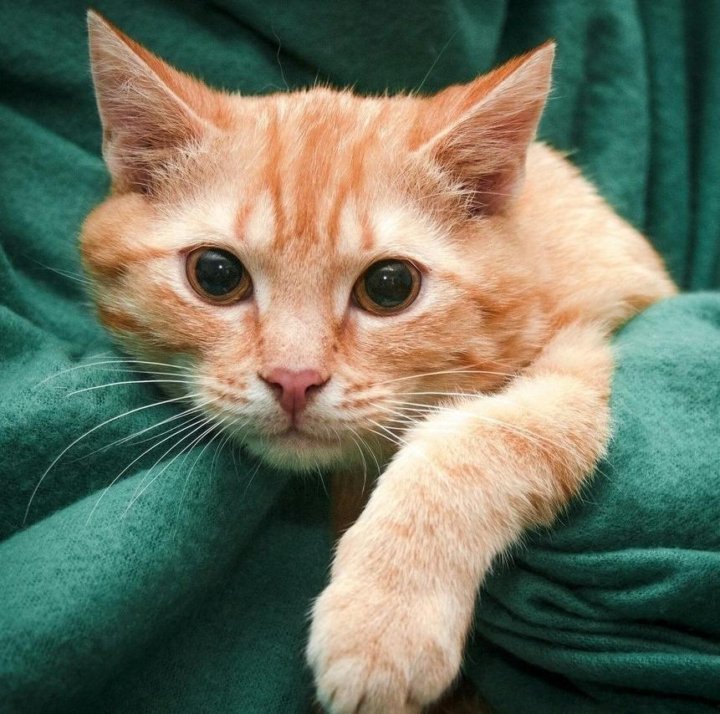 Метис кот