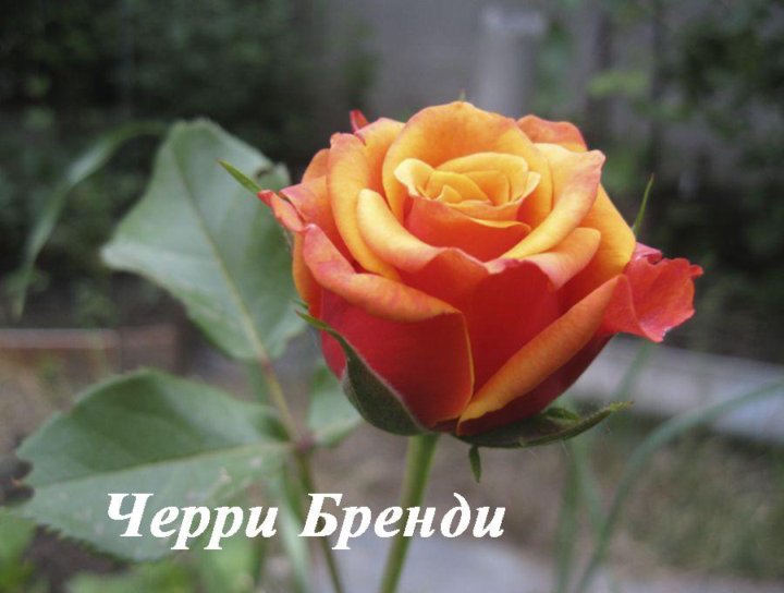 Саженцы роза Агродекор Черри бренди AGRO3481 1 шт. - отзывы покупателей на Мегам