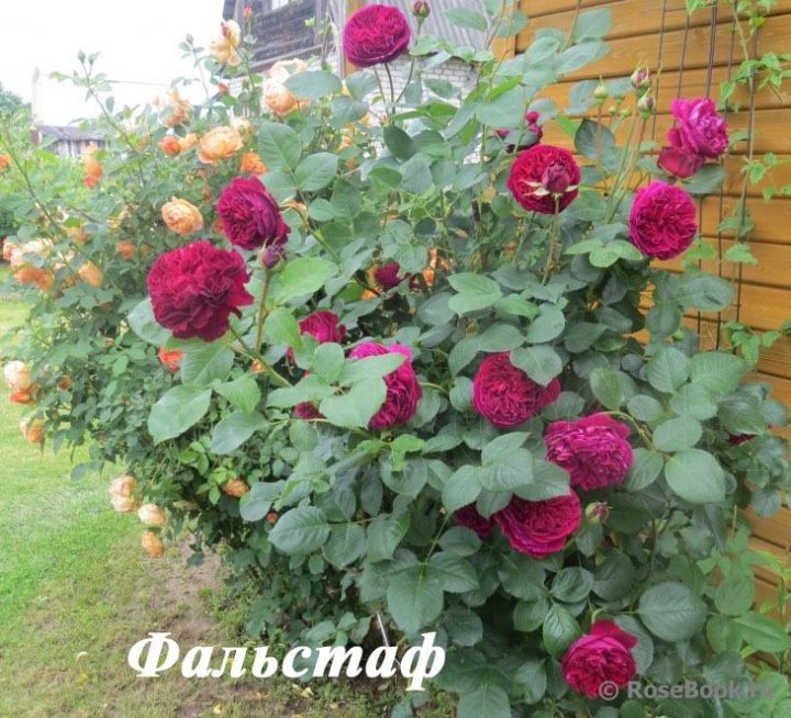 Роза фальстаф фото и описание отзывы