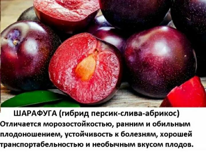 Что такое шарафуга фото и описание плодовое