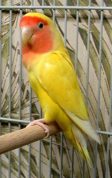 Stunning #yellow #green #dilute #fischer #lovebirds Periquitos, Curiosidades ani
