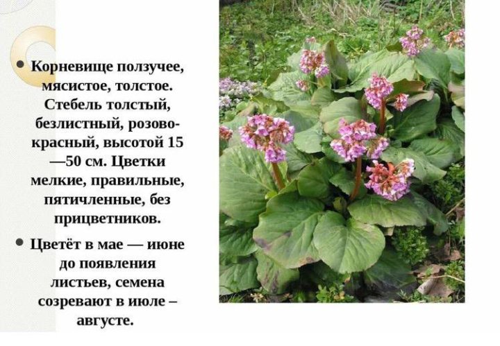 Бадан Ротблюм: купить саженцы Bergenia Rotblum в Москве