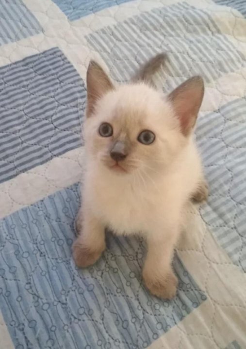 Как выглядит котенок сиамской кошки Неактивно