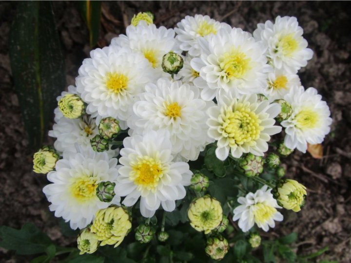 Название многолетних хризантем