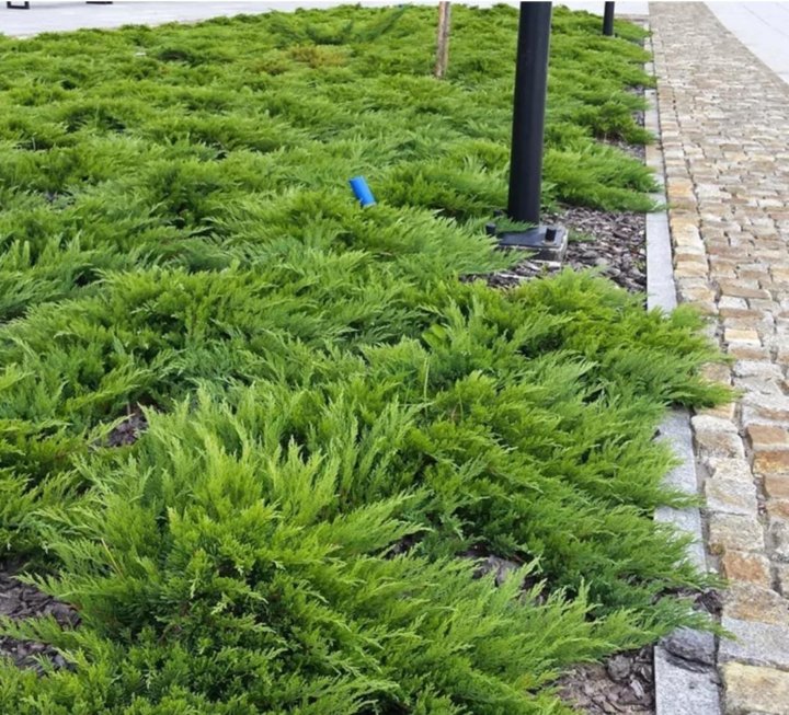 Можжевельник Можжевельник казацкий Тамарисцифолия (Juniperus sabina Tamariscifol