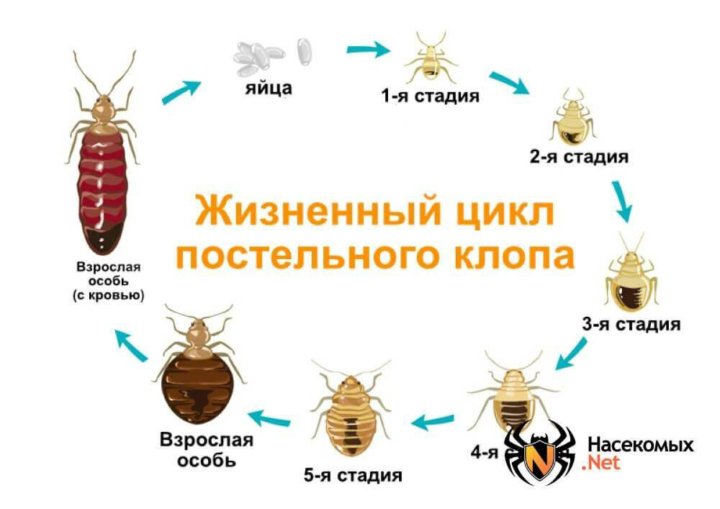 Как вытравить клопов в домашних условиях из дивана