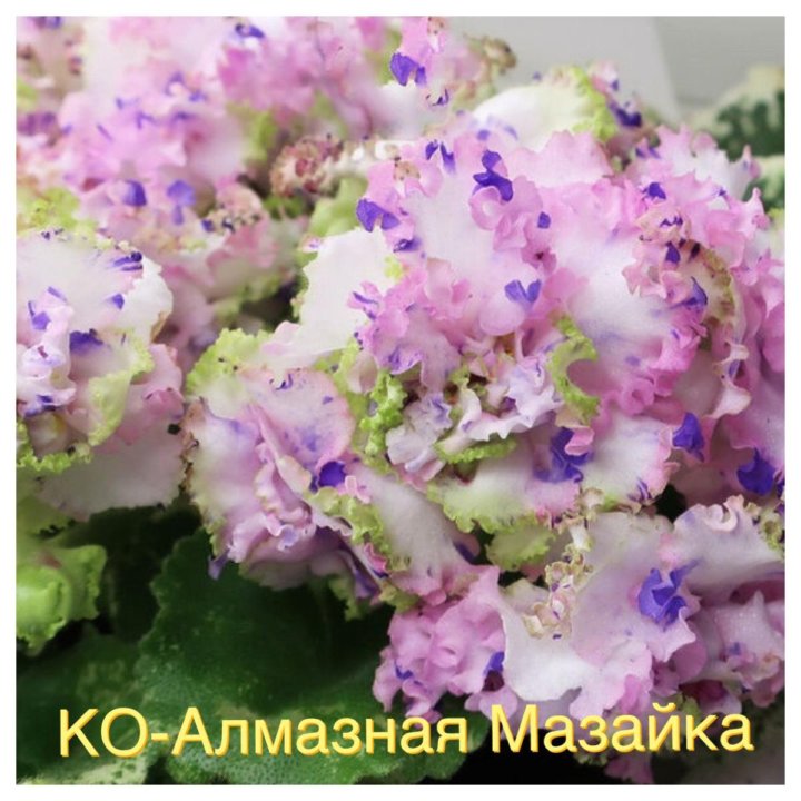 Фото Фиалки Алмазная Пыль