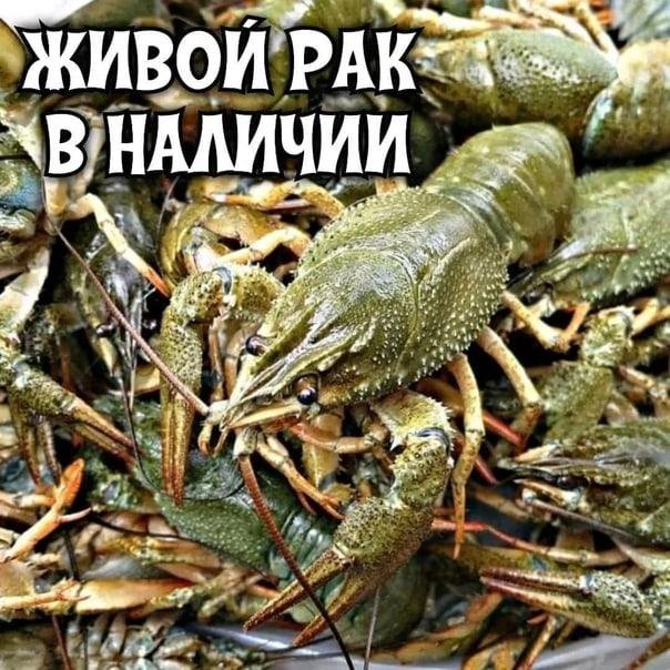 Раки Заказать