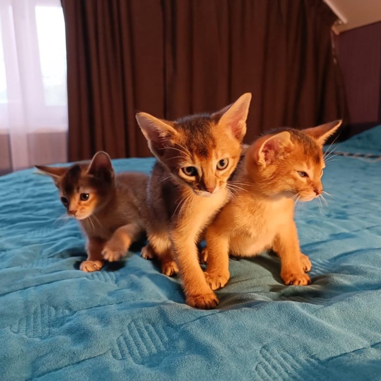 Покажи абиссинскую кошку
