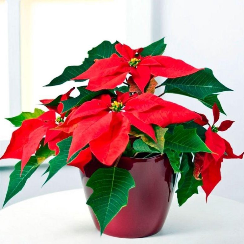poinsettia flower - Google Search Poinsettia flower, Poinsettia plant, Christmas