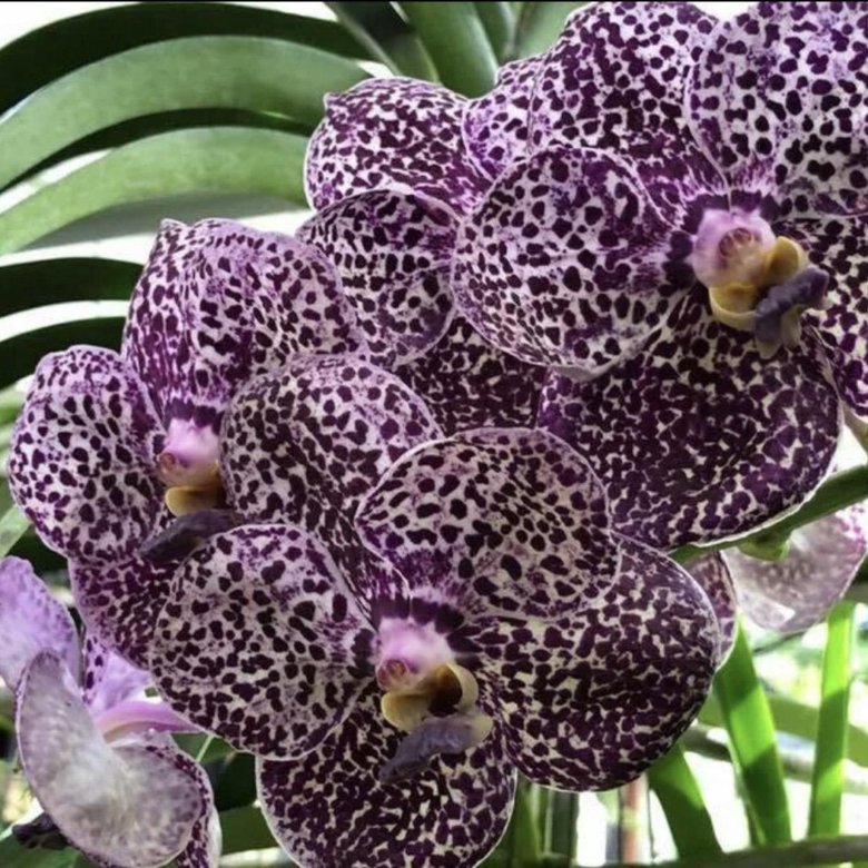 Купить орхидею в ставрополе. Орхидея фаленопсис Фрагранс.