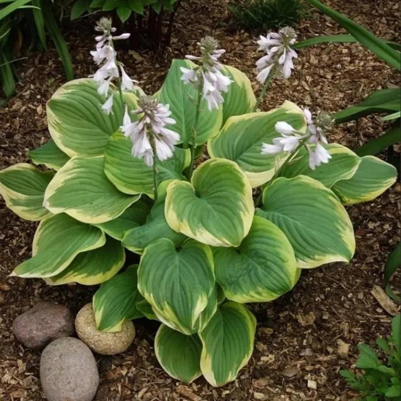 Хоста fragrant bouquet фото