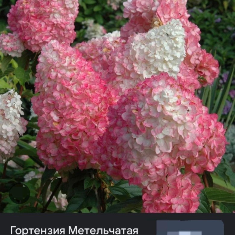 Гортензии саженцы зкс 15 сортов – купить в Томске, цена 550 руб., дата ...