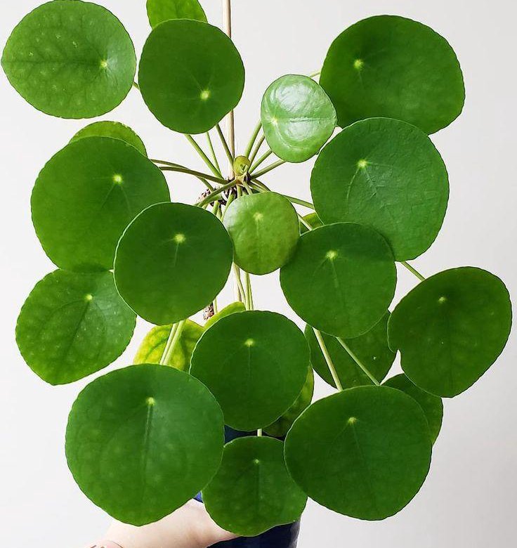 Пилея peperomioides