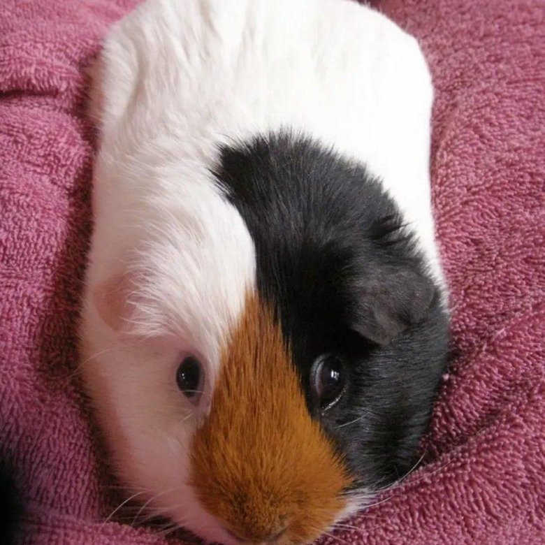 Pin on Guinea Pig Adventure!