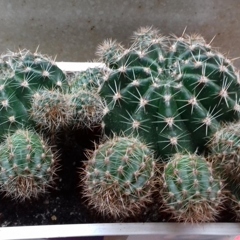 Кактус – купить в Засечном, цена 100 руб., истекает сегодня в 15:19 ...