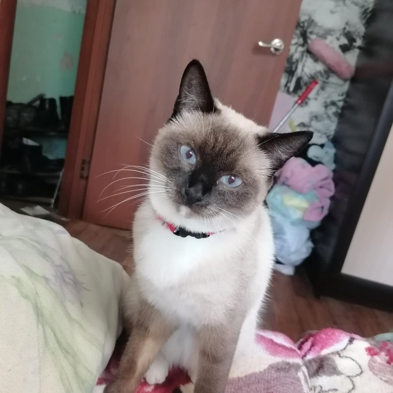 Сиамская кошка купить