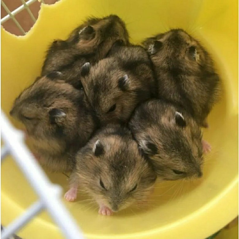 сколько живут джунгарские хомячки