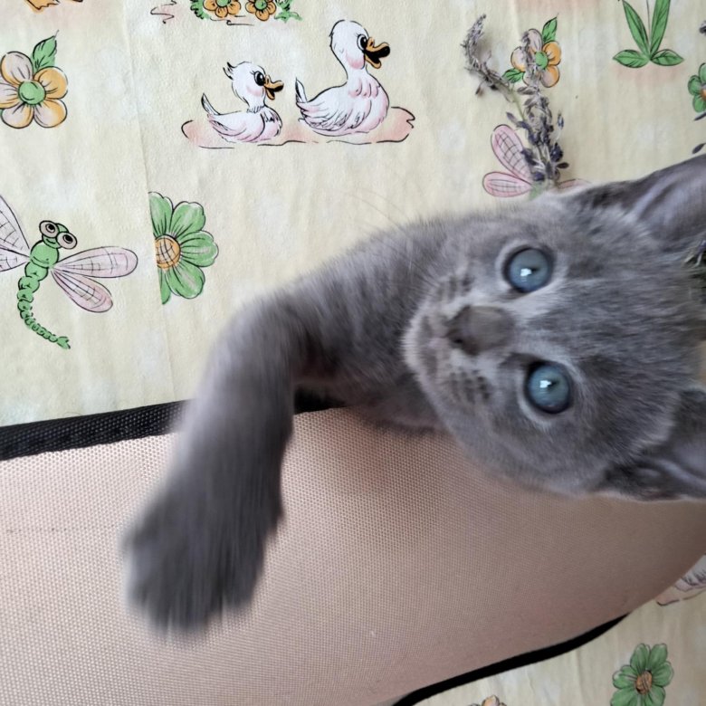 Объявления частных объявлений голубых