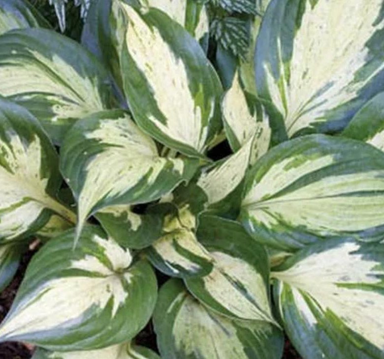 Саженцы Хост Купить В Леруа Мерлен Калуга