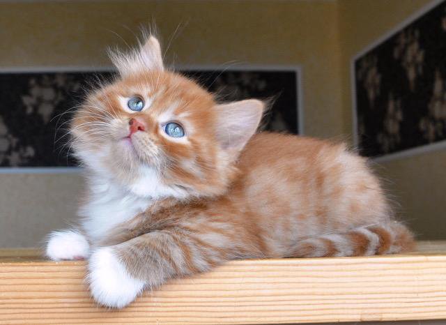 Купить сибирский кот