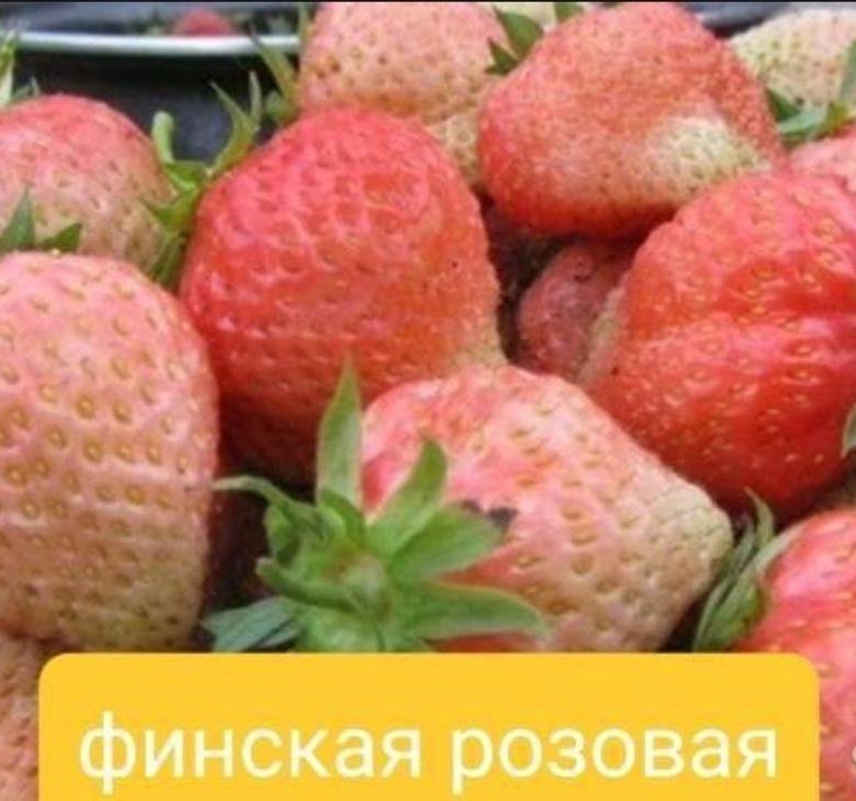 Финско розовая клубника