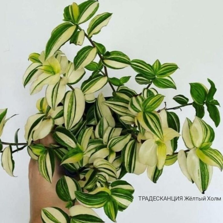 Традесканция yellow hill. Традесканция дарк грин. Традесканция еллоу хилл. Традесканция йеллоу хилл. Традесканция желтый холм.