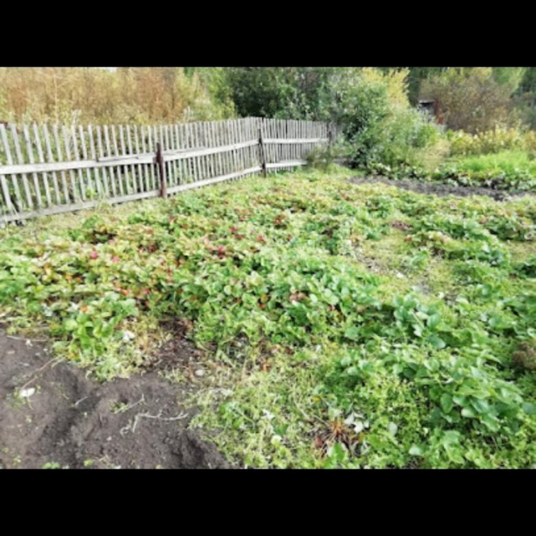 Дача, 20 м² – купить в Зеленогорске, цена 140 000 руб., дата размещения ...