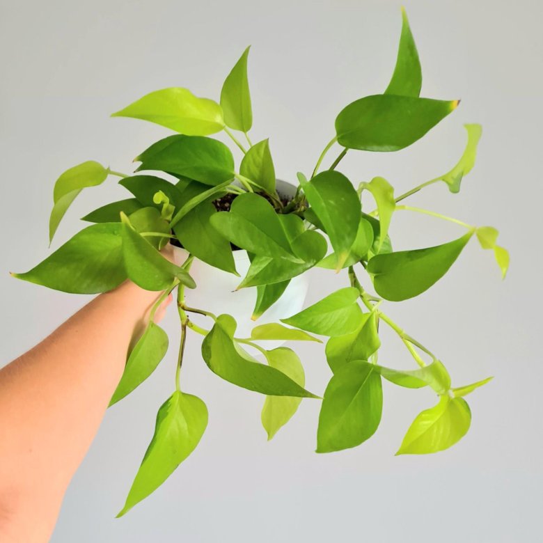 Эпипремнум Golden Pothos