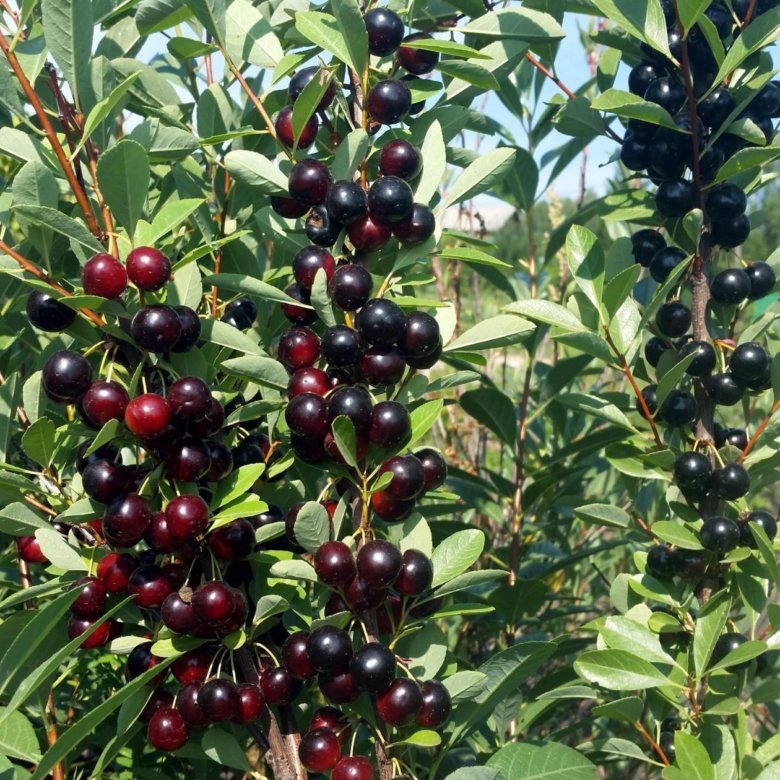 1 Wild Cherry Tree 3-4ft Stunning Blossom, Edible Cherries & Wild Bird Food eBay