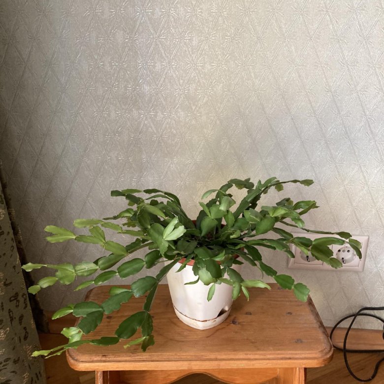 Декабрист/ шлюмбергера – купить в Москве, цена 350 руб., дата ...