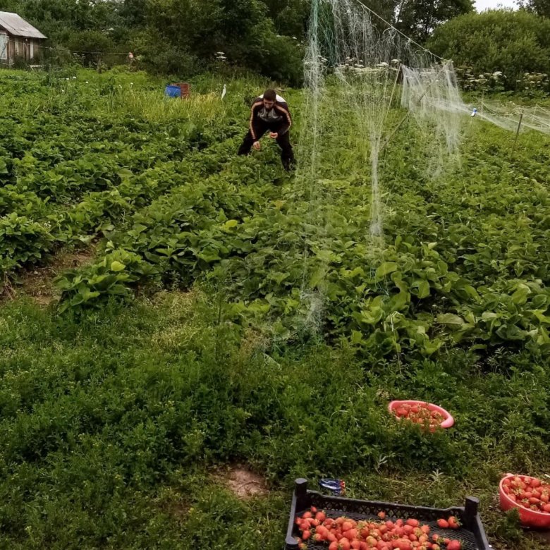 Кустики клубники – купить в Москве, цена 12 руб., истекает сегодня в 21 ...