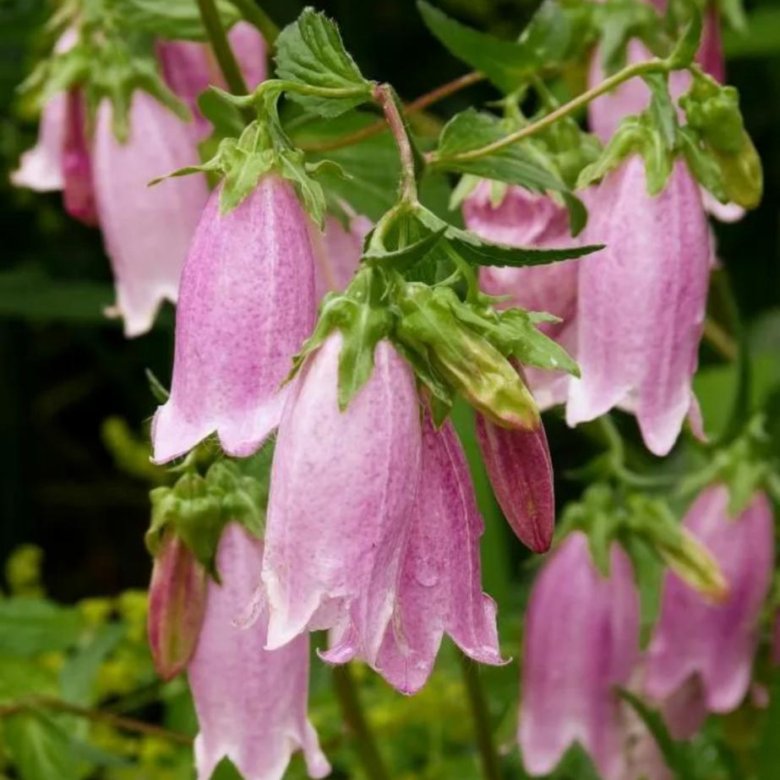 Колокольчики фото названия. Campanula punctata. Campanula punctata rubriflora. Колокольчик Campanula. Рубрифлора колокольчик.