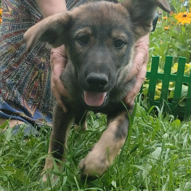 Щенки в добрые руки – купить в Москве, бесплатно, дата размещения: 25. ...